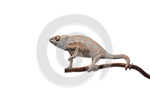 Blue lizard Panther chameleon isolated on white