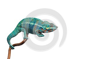 Blue lizard Panther chameleon isolated on white