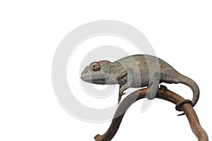 Blue lizard Panther chameleon isolated on white