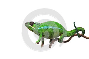 Blue lizard Panther chameleon isolated on white