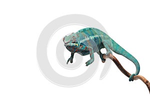 Blue lizard Panther chameleon isolated on white