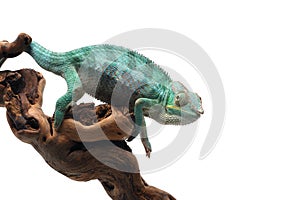 Blue lizard Panther chameleon isolated on white background