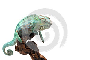 Blue lizard Panther chameleon isolated on white background