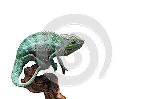 Blue lizard Panther chameleon isolated on white background