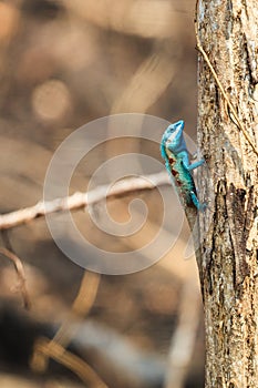A Blue Lizard perching on the dried tree