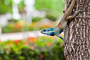 Blue lizard on the tree