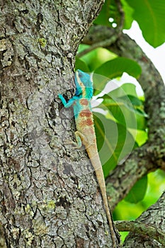 Blue lizard on a tree; Calotes Mystaceus