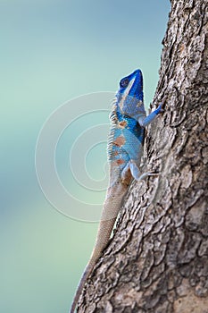 A Blue Lizard on the tree