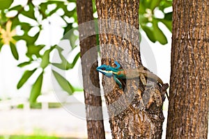 Blue lizard on the tree,Thailand