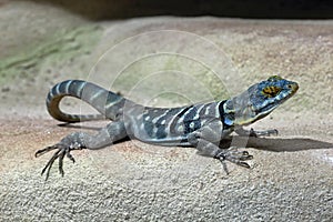 Blue Lizard in the Wood