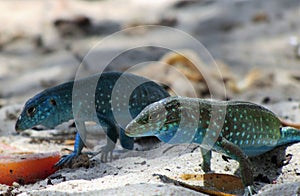 Blue Lizards on the Beach