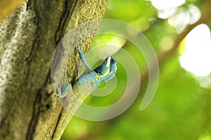 Blue lizards are climbing on trees in nature.