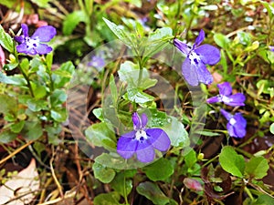 Blue Lobelia erinus flowers