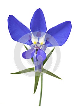 Blue lobelia flower photo