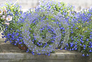 Blue lobelia flowers