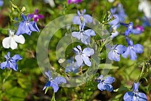 Blue Lobelia flowers blooms in the summer garden