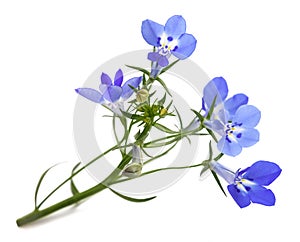 Blue lobelia flowers photo