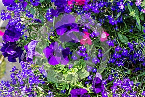 Blue lobelia, violet petunia and pink busy lizzy, floral background photo