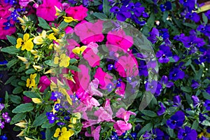 Blue lobelia, violet petunia and pink busy Lizzy, floral background photo