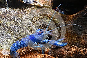 Blue Lobster