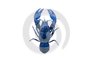 Blue lobster (Crayfish) isolated on white background