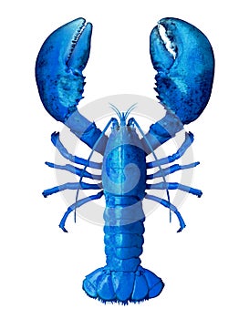 Blue Lobster Isolated