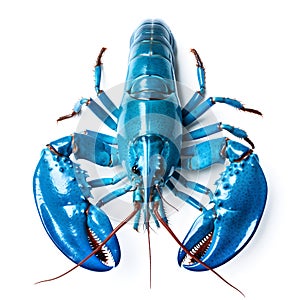 Blue lobster isolated on white background