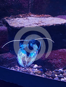 Blue Lobster at the Ripley\'s Aquarium of Canada