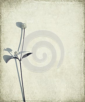 Blue long stem and seed head on grunge background