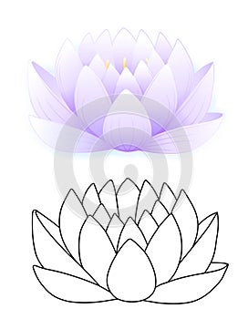 Blue lotus