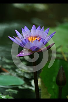 Blue Lotus