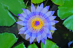 The blue lotus