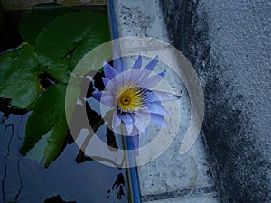 Blue lotus