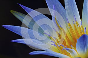 Blue Lotus of Egypt (Nymphaea Caerulea)