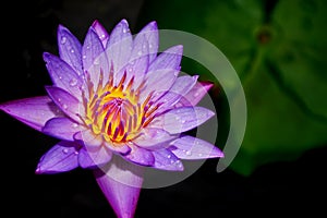 blue lotus flower