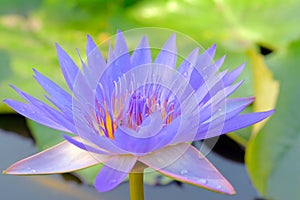 Blue lotus flower