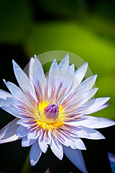 Blue Lotus flower in bloom photo
