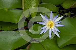 Blue lotus flower or a water lili resting against a bed green leaves in a pond or a lake