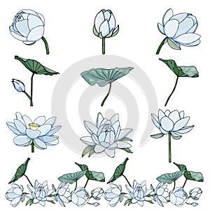 Blue lotus flower or water lily isolated on white background.
