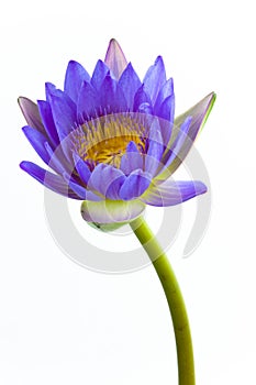 Blue lotus flower and white background.