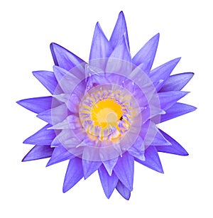 Blue lotus flower
