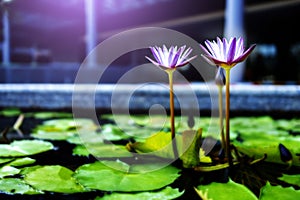 Blue lotus flowers or waterlily in the pond giving a feeling calm. It is a flower native to asia