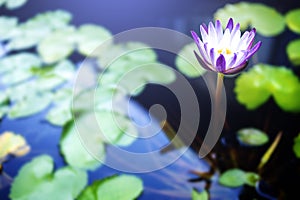 Blue lotus flowers or waterlily in the pond giving a feeling calm. It is a flower native to asia