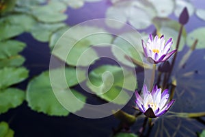 Blue lotus flowers or waterlily in the pond giving a feeling calm. It is a flower native to asia