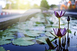 Blue lotus flowers or waterlily in the pond giving a feeling calm. It is a flower native to asia