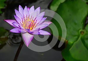 The blue lotus (Nelumbo nucifera) blue lily