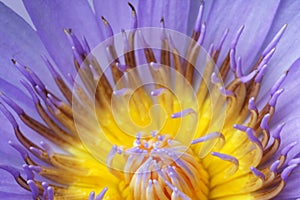 Blue Lotus pollen