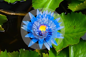 Blue lotus on the pond