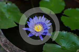 Blue lotus on pond