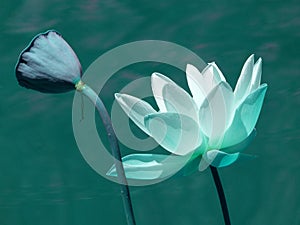 Blue Lotus